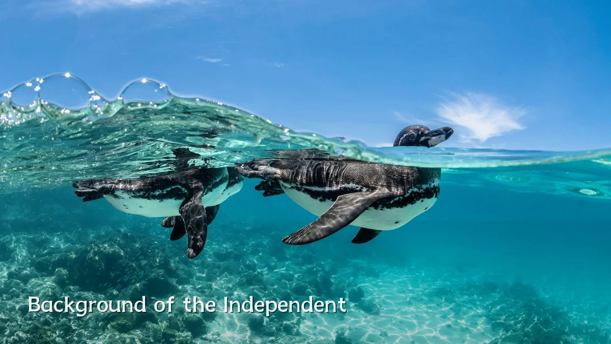 Background of the Independent